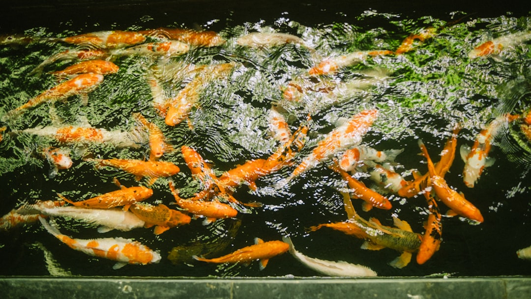 10분 완성! 마이야르 반응 김치볶음밥